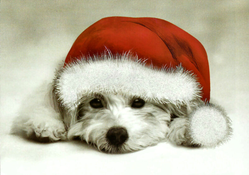 White Puppy in Hat