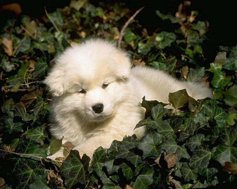 White puppy in ivy leaves