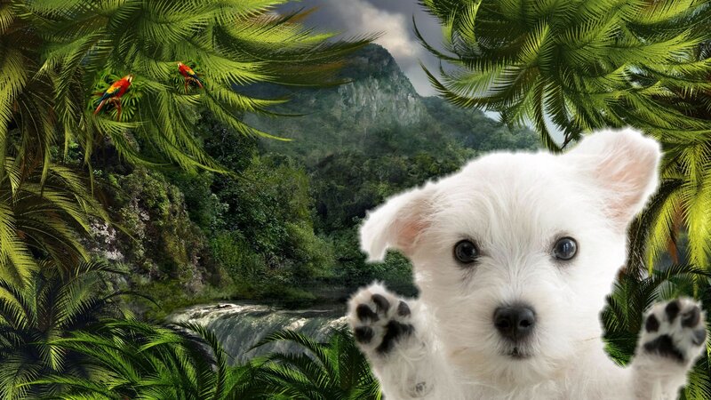 White Puppy in Jungle