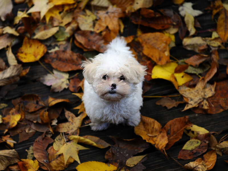 White Puppy in Leaves — Brown