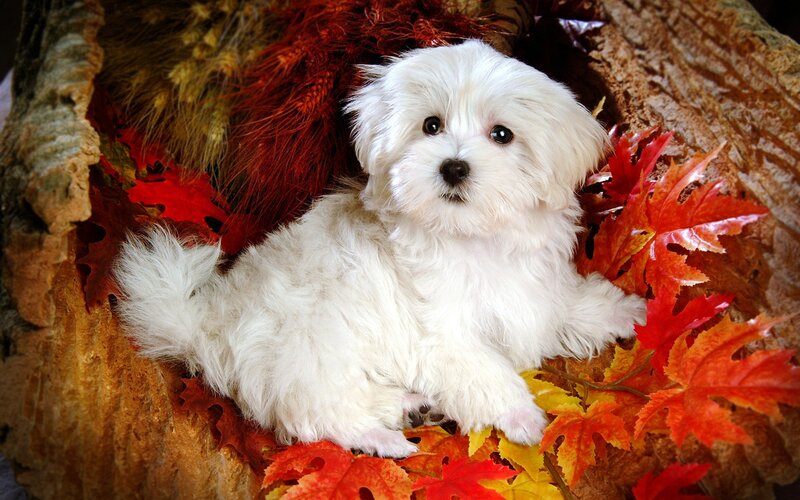 White Puppy in Leaves — Calm, Autumn, Photograph, Tree Trunk, Fluff