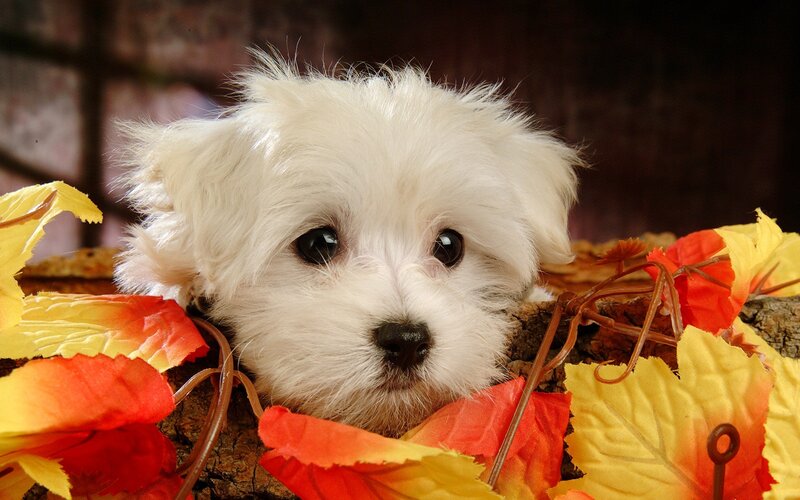 White Puppy in Leaves — Calm, Autumn