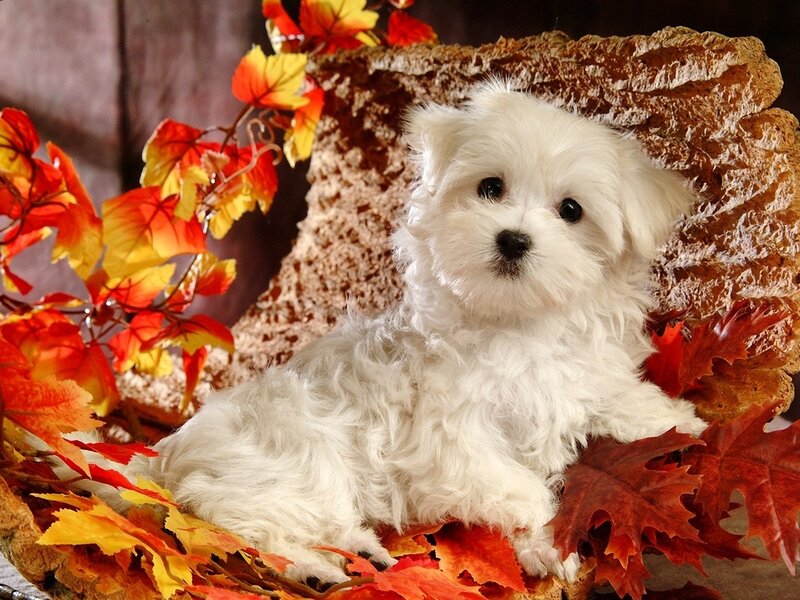 White Puppy in Leaves — Calm