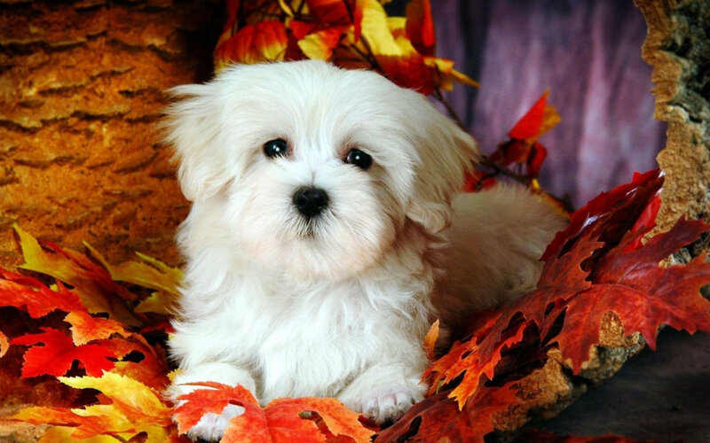 White Puppy in Leaves — Red, Calm, Autumn
