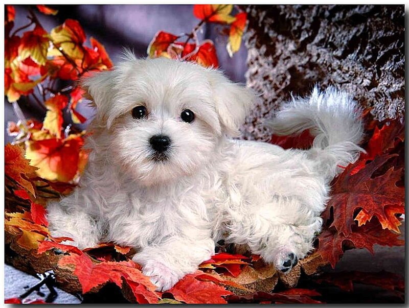 White Puppy in Leaves — Red, Calm