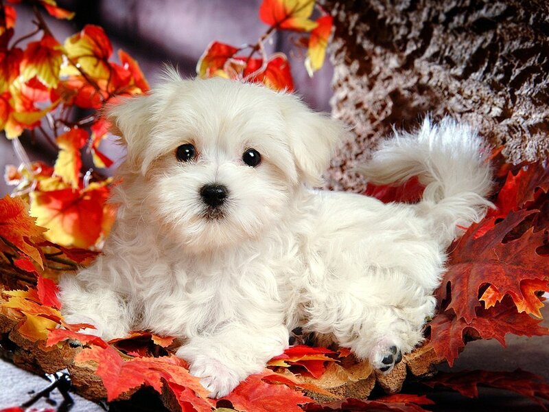 White Puppy in Leaves — Red