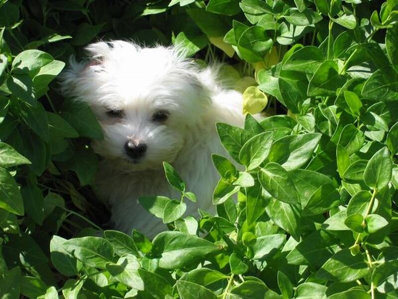 White Puppy in Plants