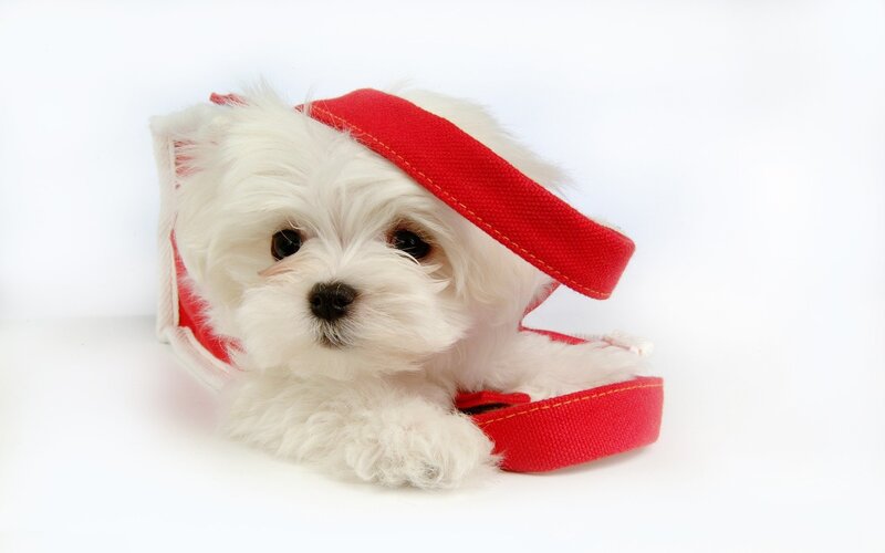 White Puppy in Red Bag — Calm