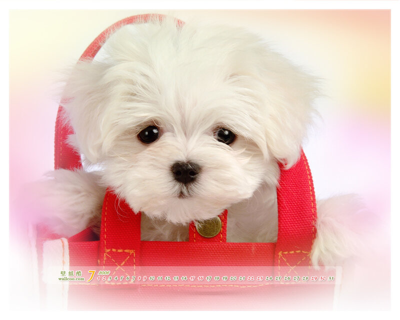 White Puppy in Red Bag