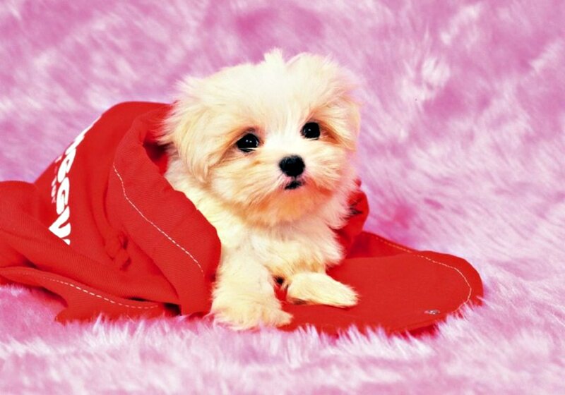 White Puppy in Red Blanket