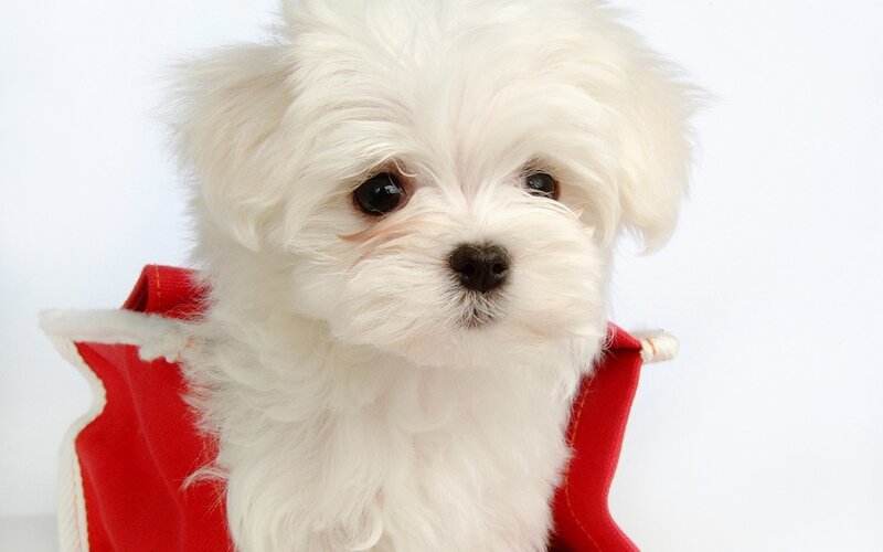 White Puppy in Red Vest — Innocent