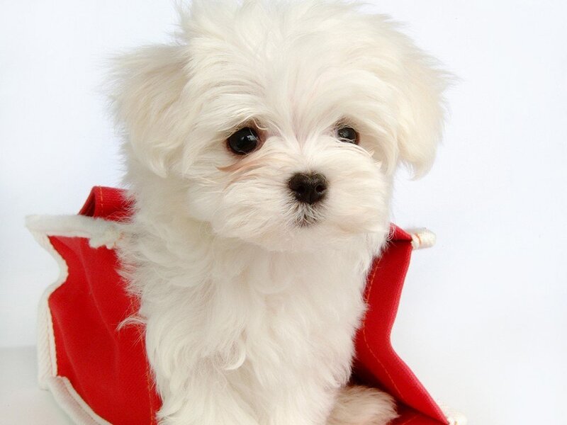 white puppy in red vest