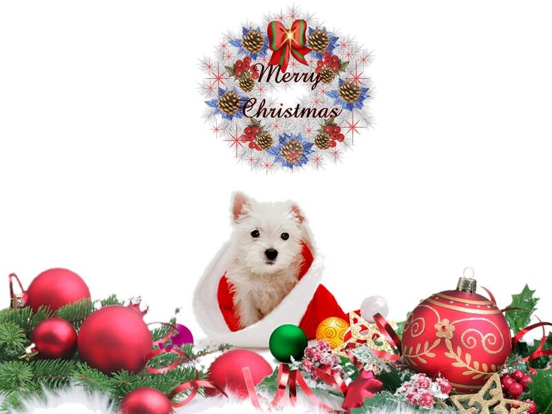 White Puppy in Santa Hat