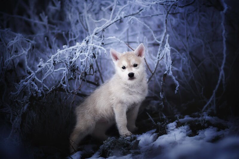 White Puppy in Snow — Blue