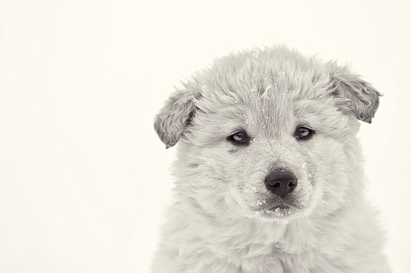 White Puppy in Snow — Calm
