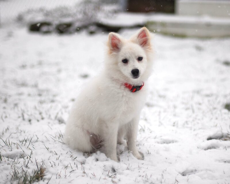 White Puppy in Snow — Calm, Winter, Photograph, Collar, Grass