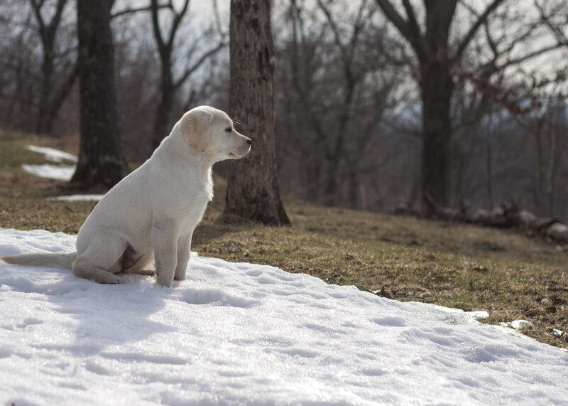 White Puppy in Snow — Calm, Winter, Photograph