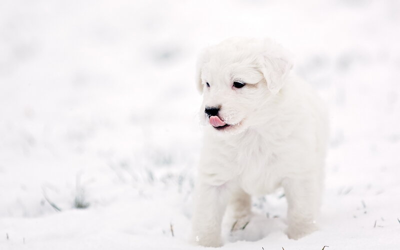 White Puppy in Snow — Calm, Winter