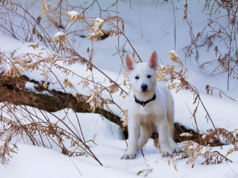 White Puppy in Snow