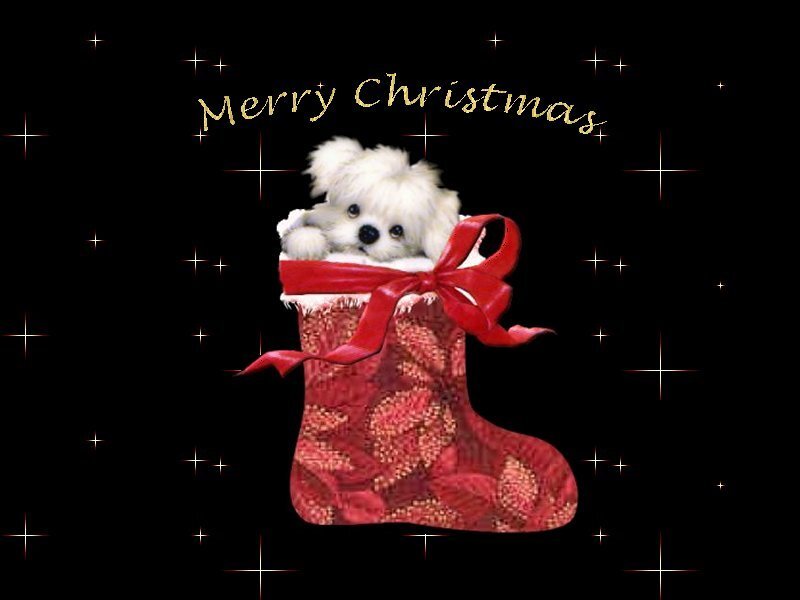 White Puppy in Stocking