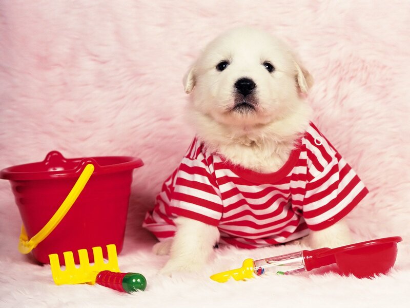 White Puppy in Striped Shirt