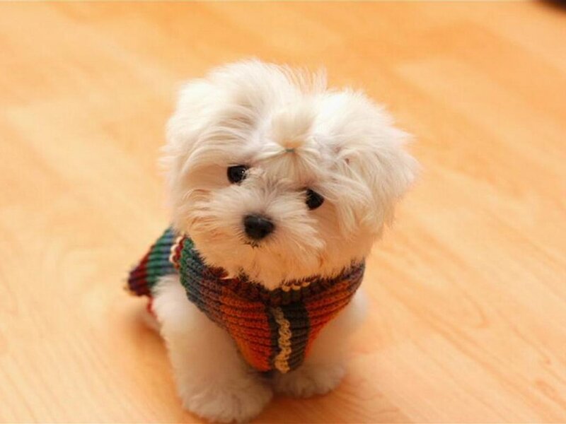 White Puppy in Sweater