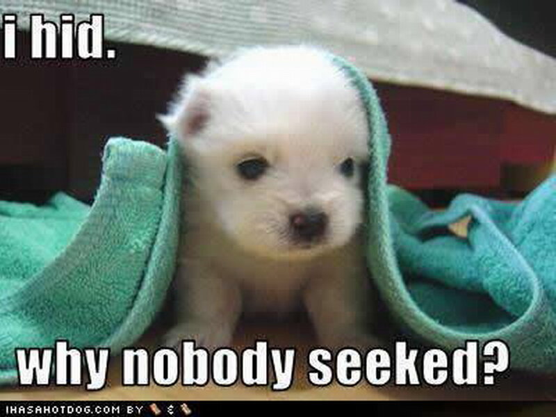 White Puppy in Towel — Cute
