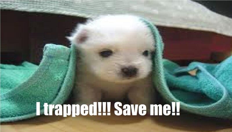 White Puppy in Towel