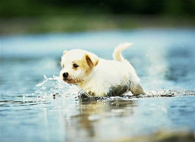 White Puppy in Water — Blue