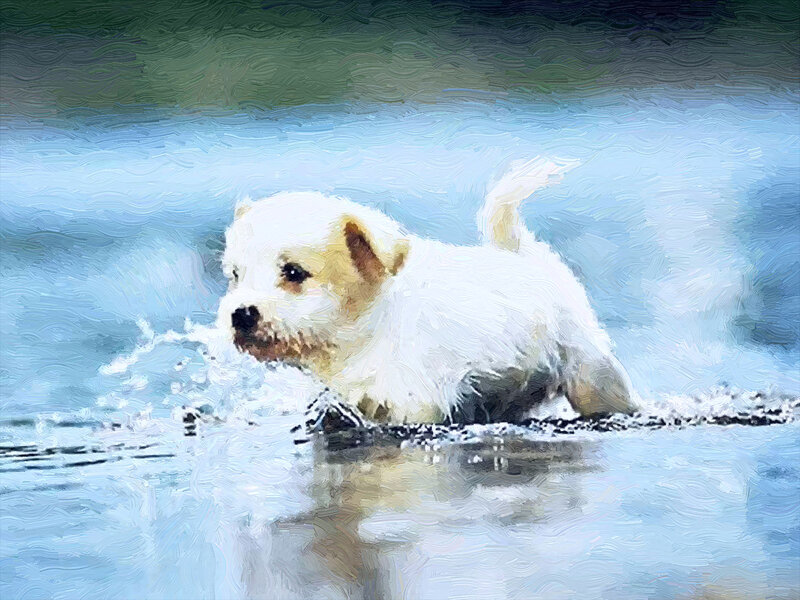 White Puppy in Water — Playful