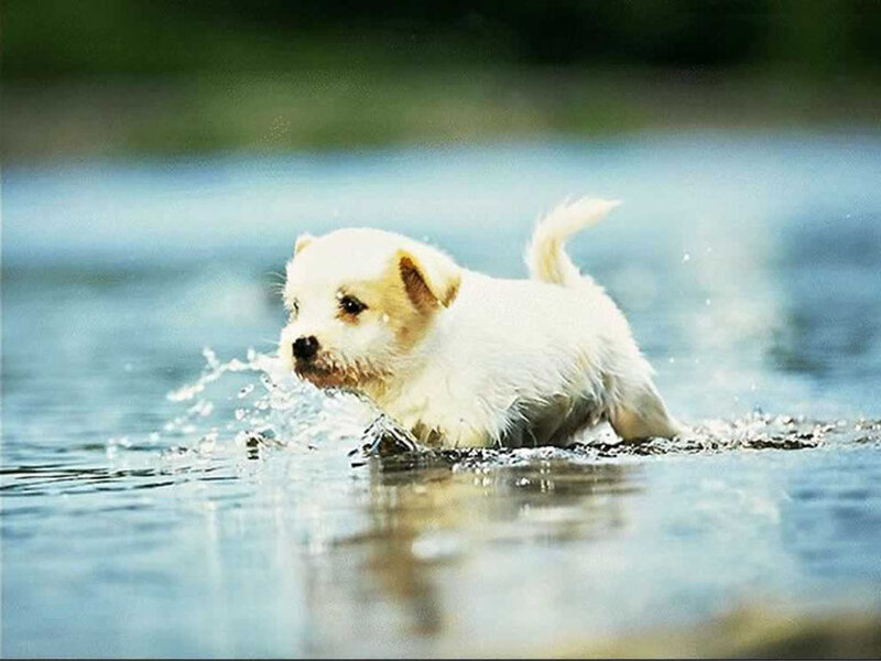 White Puppy in Water