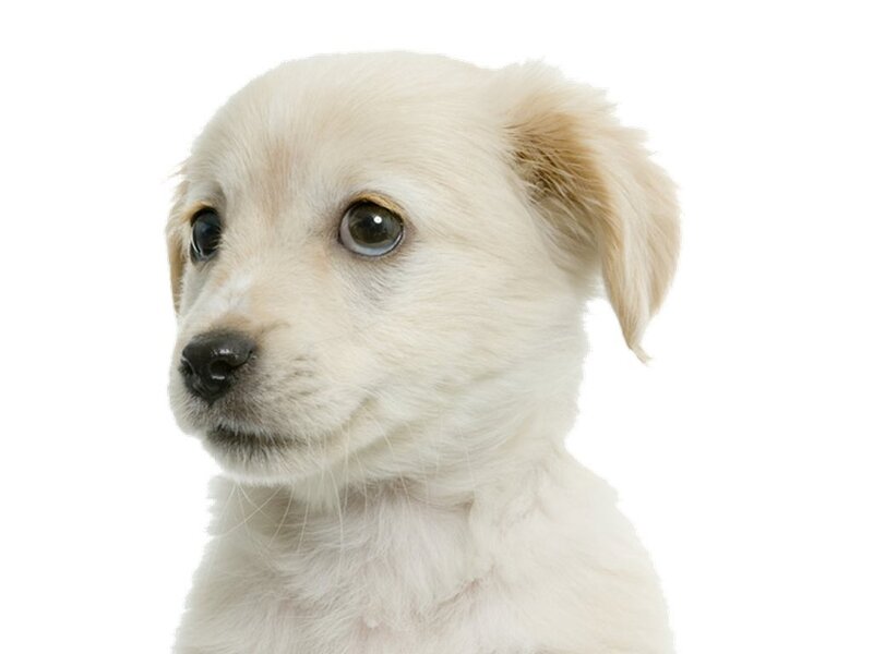White Puppy — Innocent