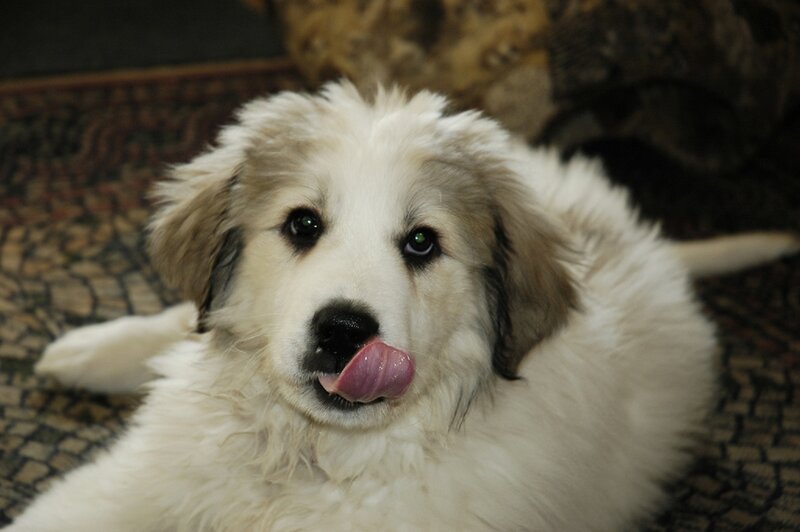 White Puppy Licking Nose — Calm, Photograph