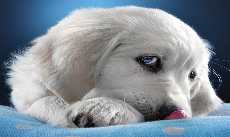 White Puppy Licking Nose — Calm