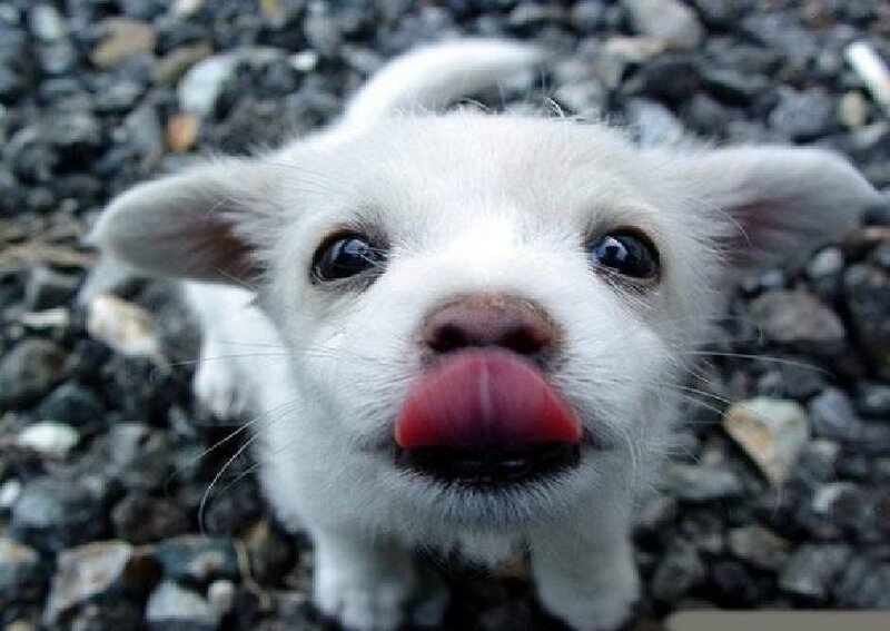 White Puppy Licking Nose