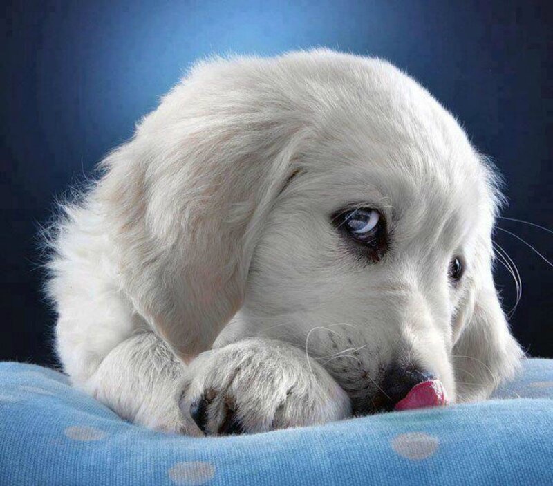 White Puppy Licking