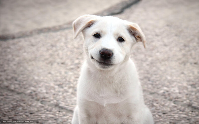 white puppy looking at camera