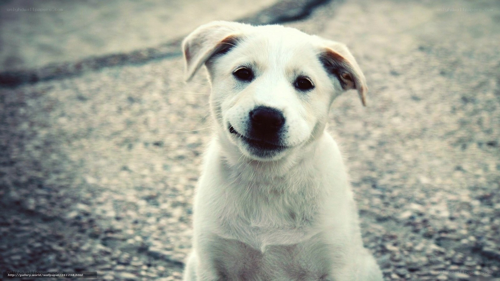 white puppy looking at camera