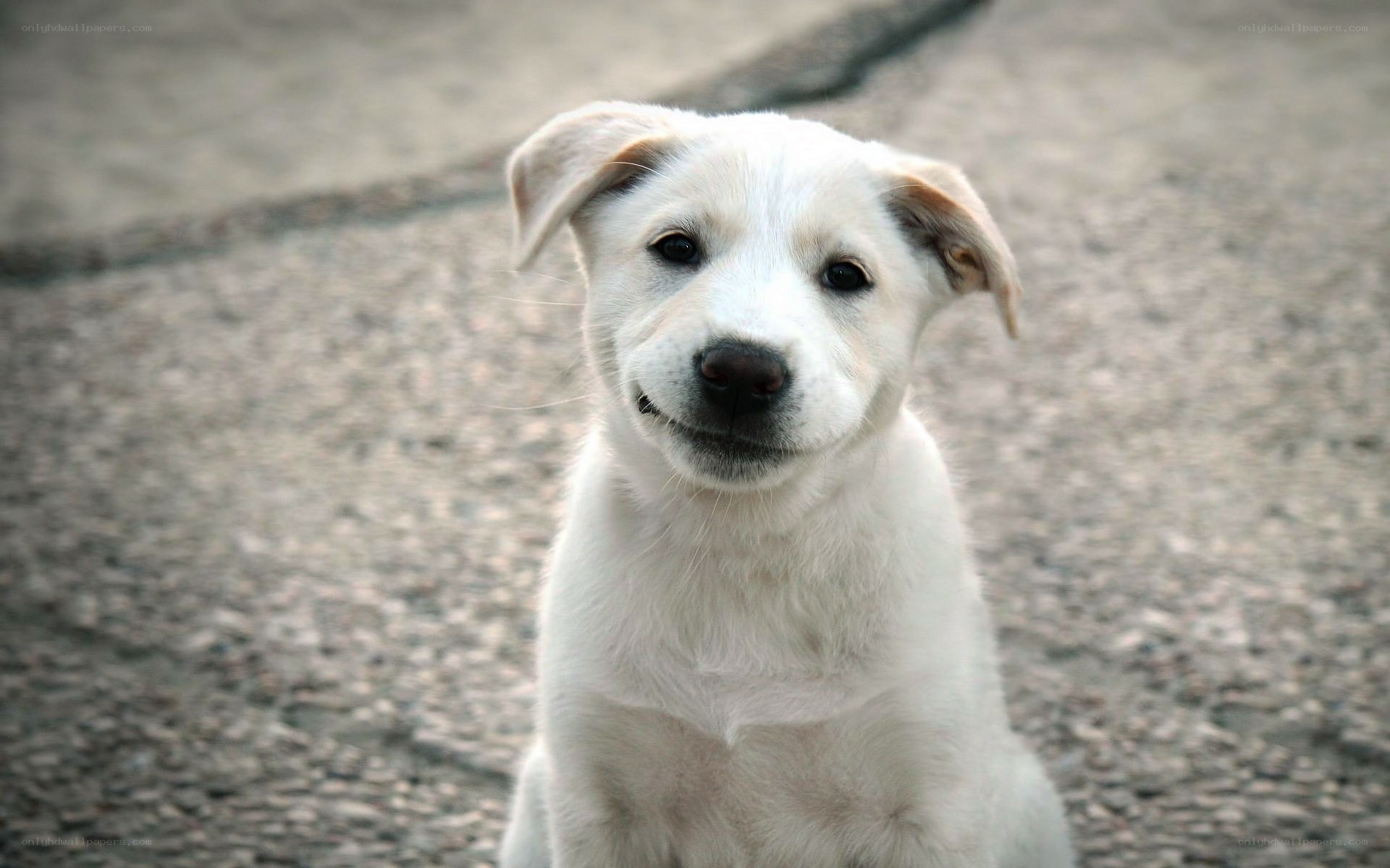 white puppy looking at camera