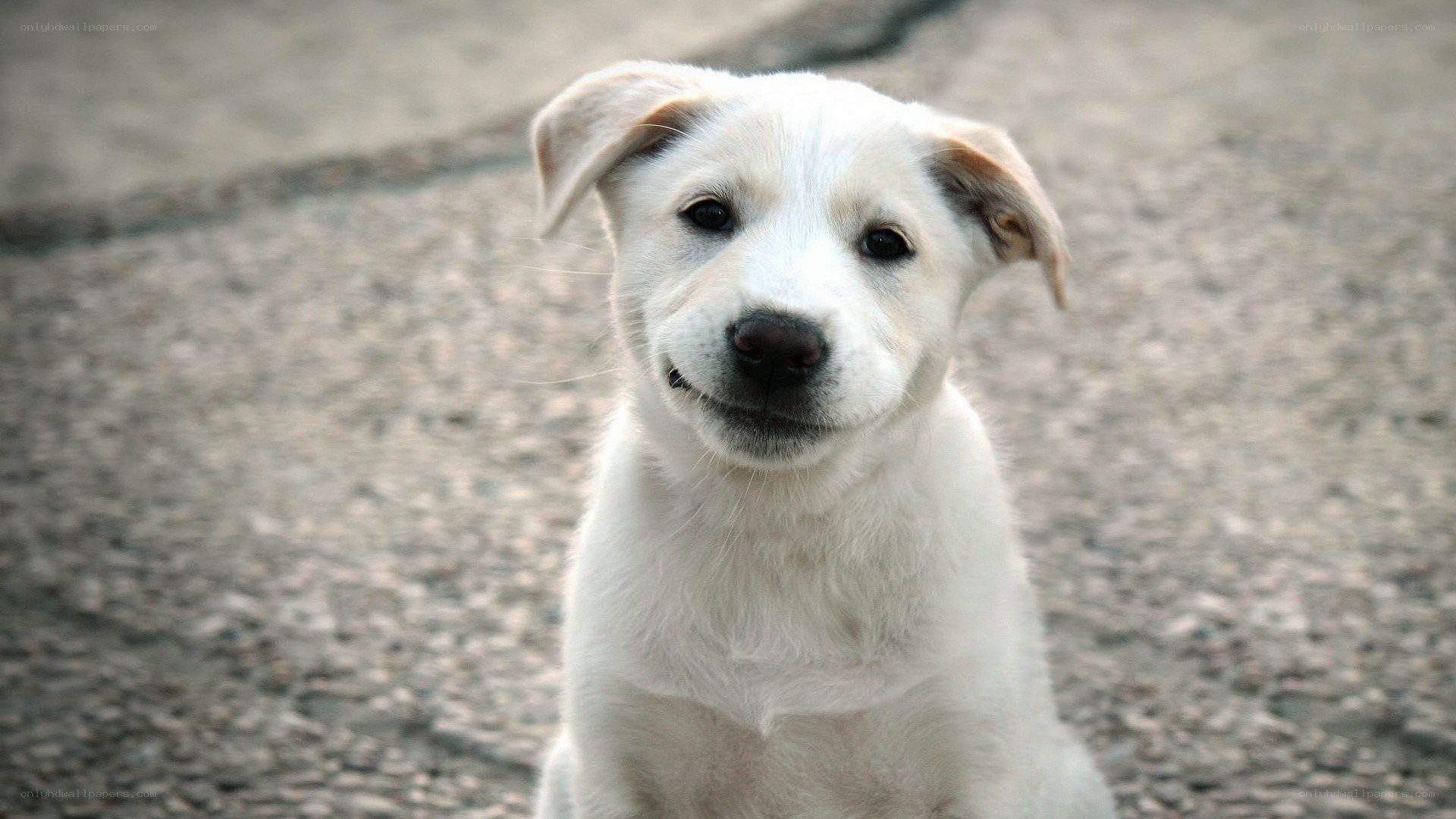 white puppy looking at camera