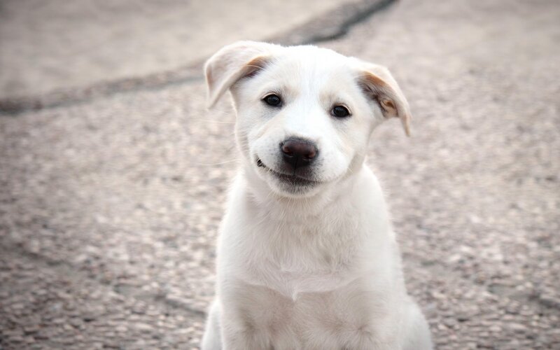 white puppy looking at camera