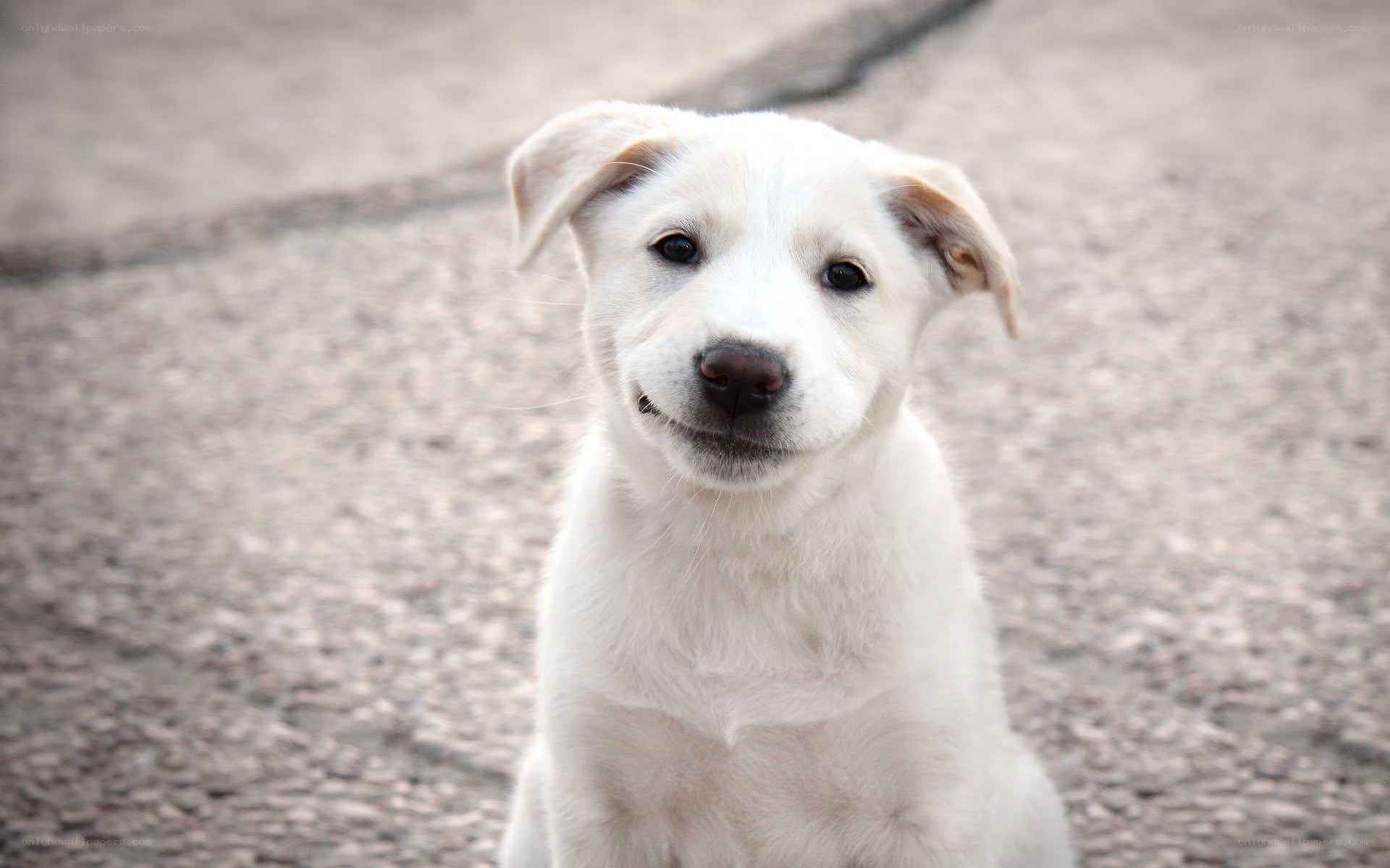 white puppy looking at camera