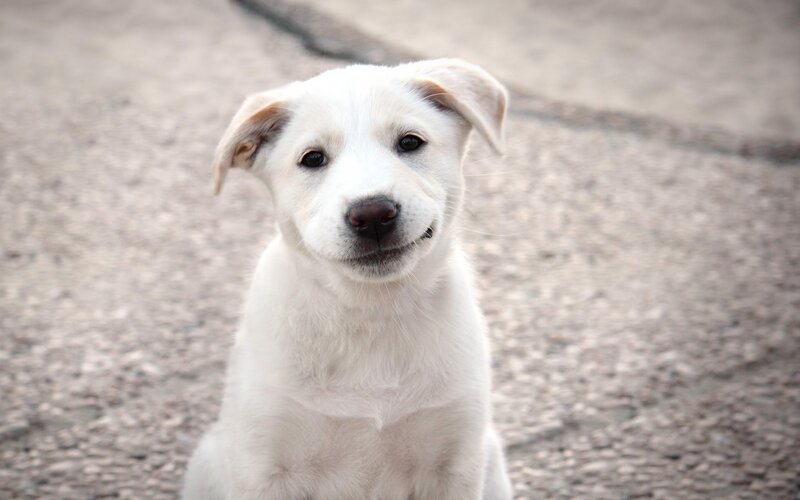 white puppy looking at camera