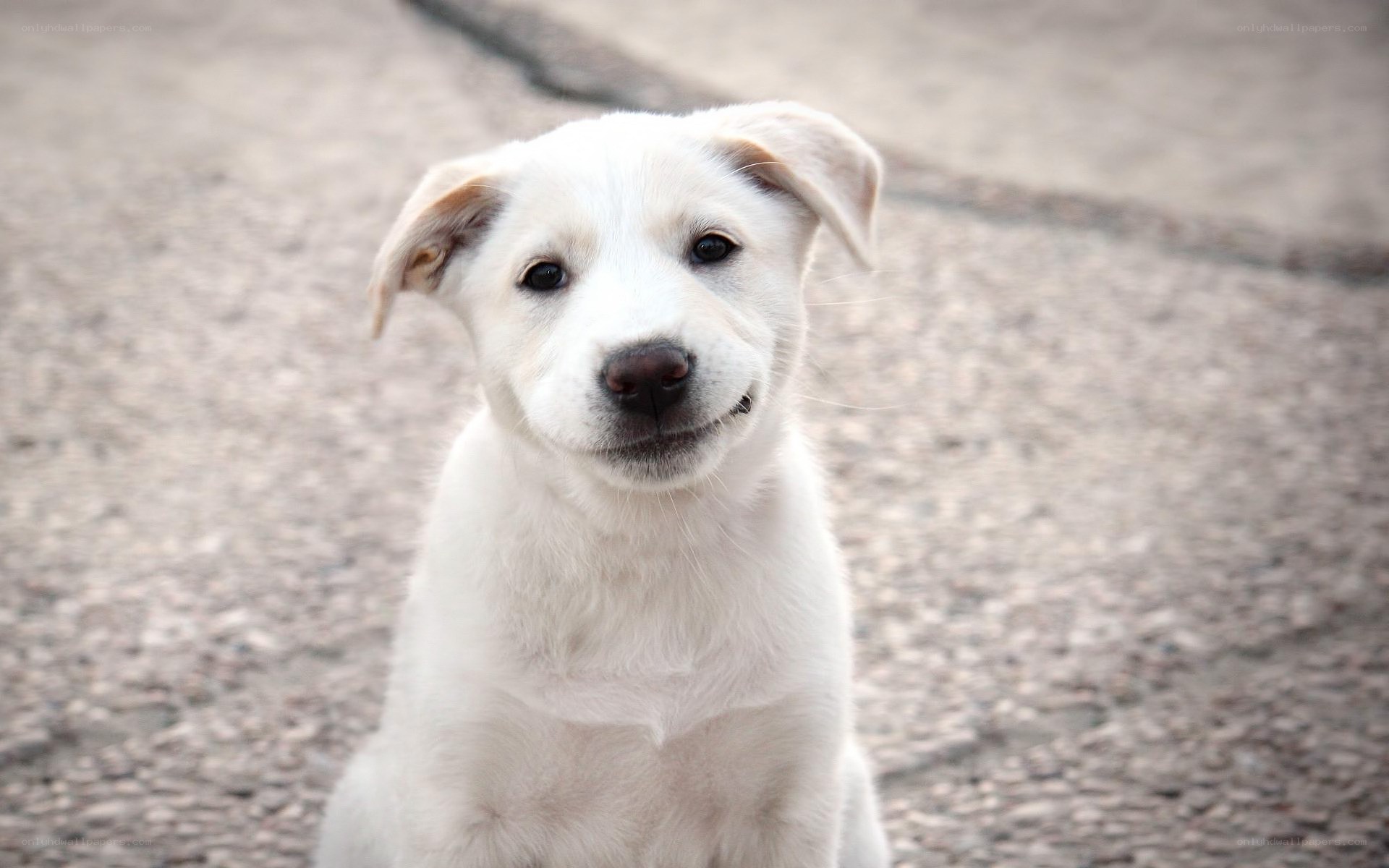 white puppy looking at camera