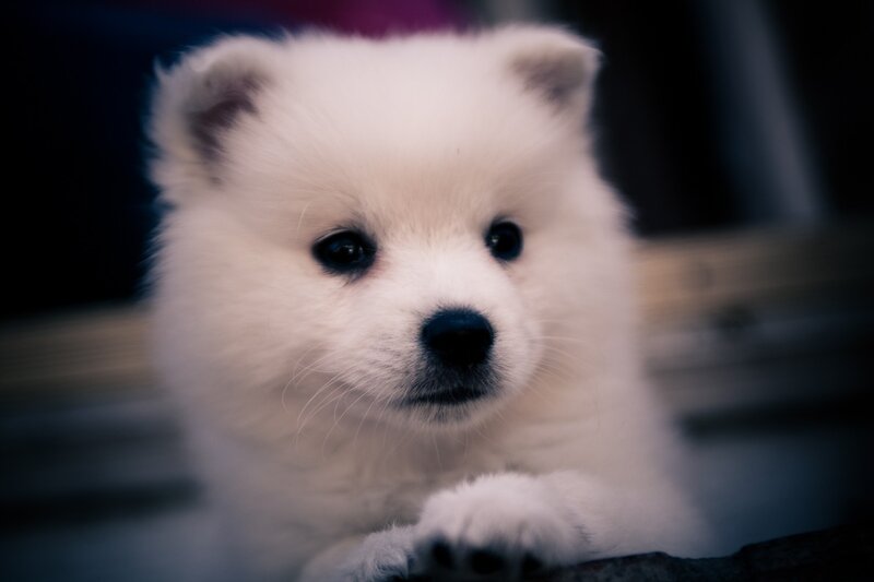 White Puppy Looking — Calm, Photograph