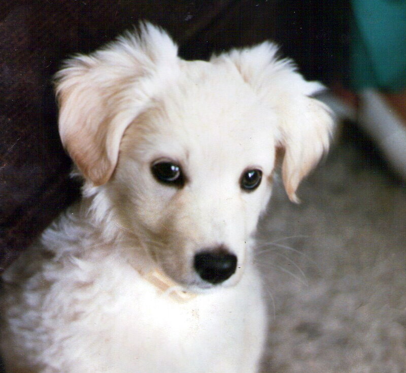 White Puppy Looking — Calm