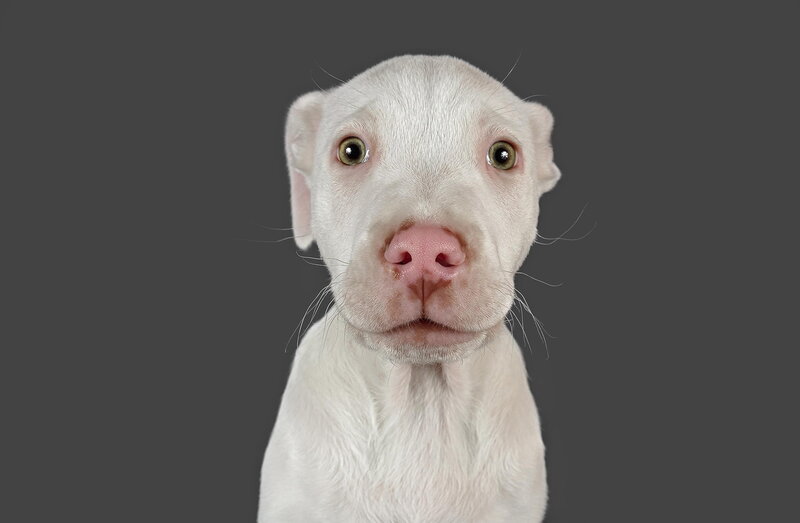 White Puppy Looking Forward