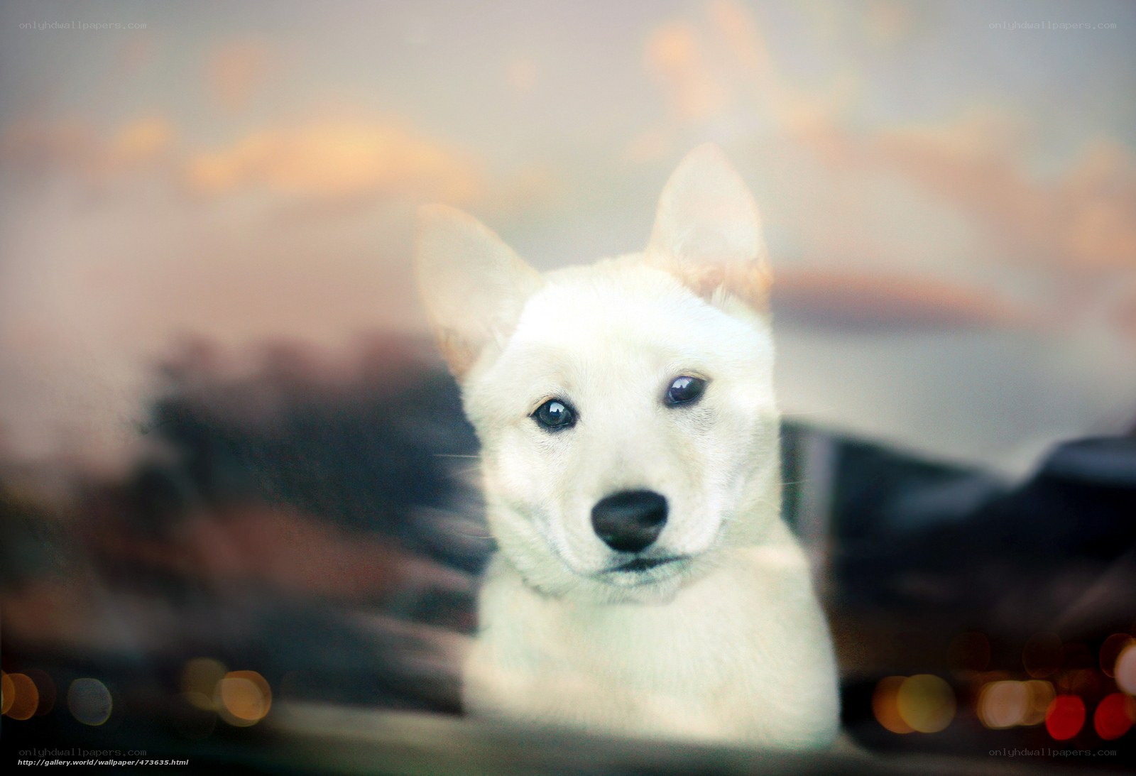 white puppy looking out window