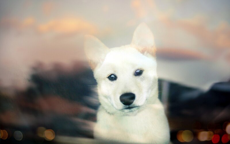 white puppy looking through window