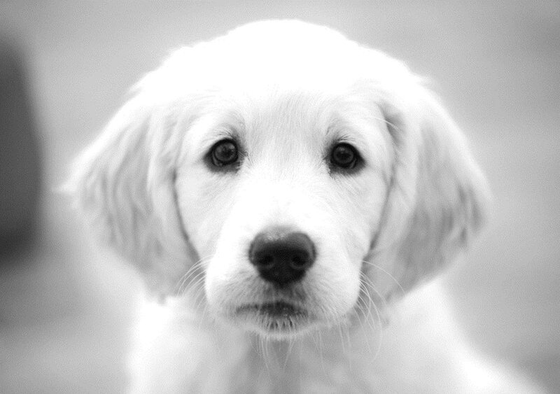 White Puppy Looking